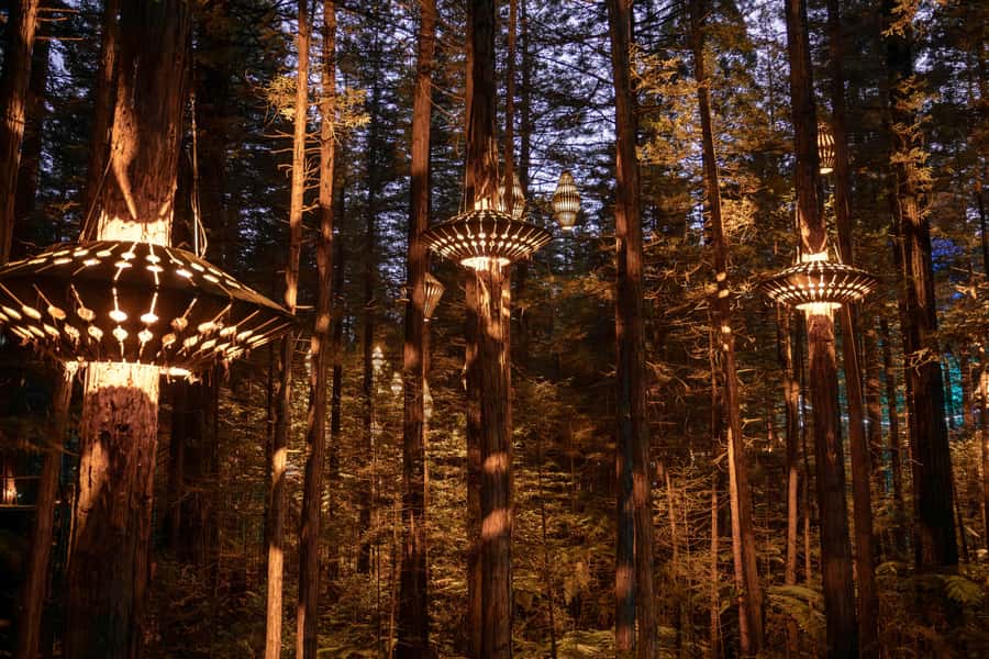 Rotorua: Redwoods Altitude, Nighttime Fast Pass, & Treewalk - Key points to know before you book