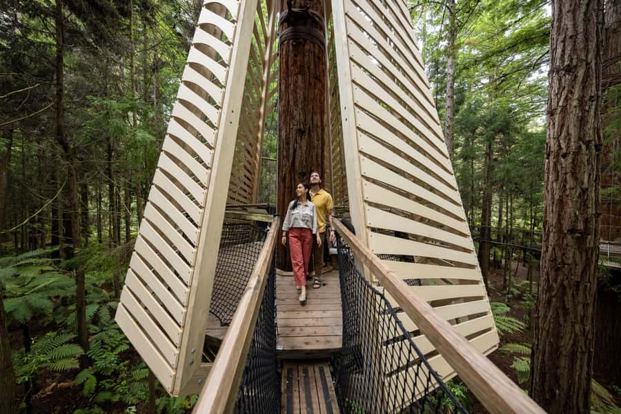 Rotorua: Redwoods Altitude, Nighttime Fast Pass, & Treewalk - Starting high in the Redwoods Altitude course