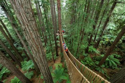 Redwoods Altitude, Nighttime Fast Pass, & Treewalk