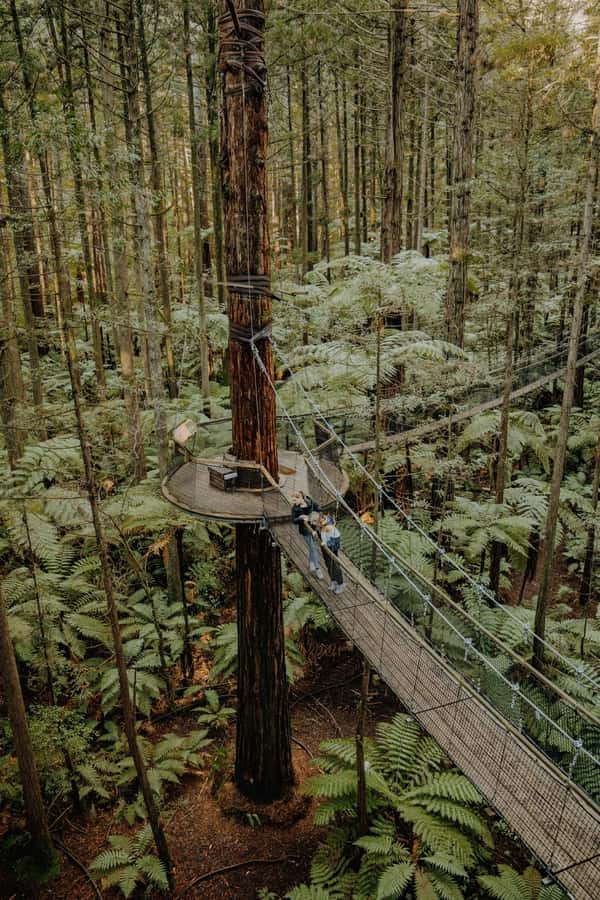 Rotorua: Redwoods Altitude, Nighttime Fast Pass, & Treewalk - Is $118 a fair price?
