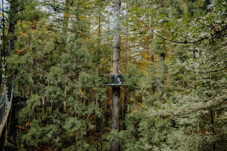 Rotorua: Redwoods Altitude, Nighttime Fast Pass, & Treewalk - Who will enjoy this most