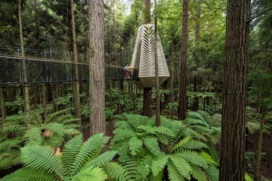 Rotorua: Redwoods Altitude, Nighttime Fast Pass, & Treewalk - Should you book the Redwoods combo?