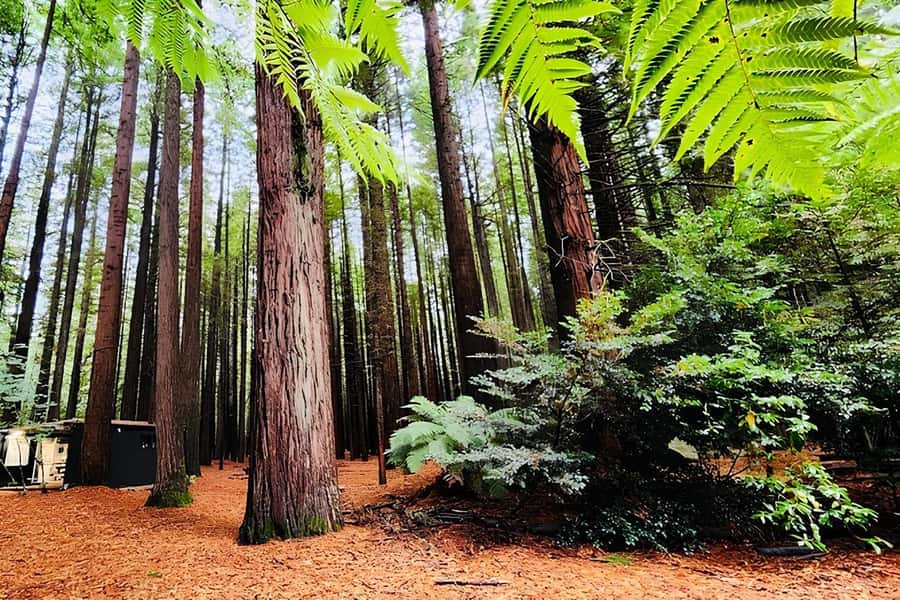 Rotorua & Taupo DayTour Waiotapu & Huka Falls from Auckland - Redwoods and Blue Springs: check the final route