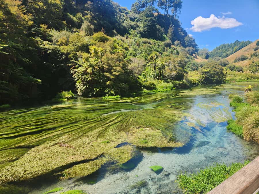 Rotorua & Taupo DayTour Waiotapu & Huka Falls from Auckland - What the guides add to the day