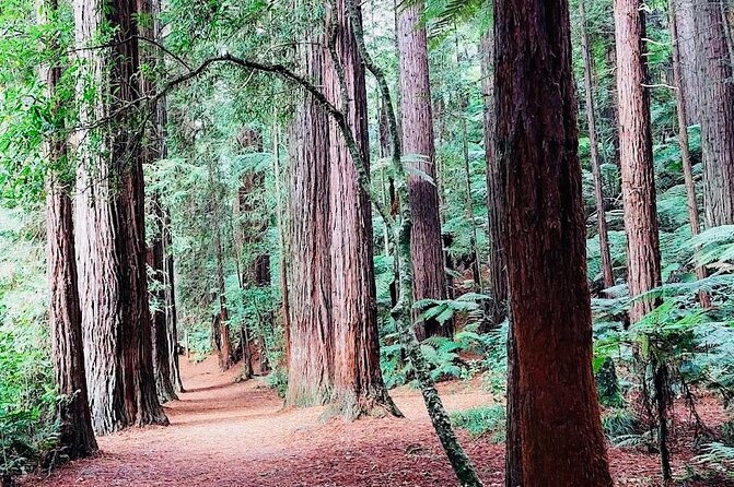 Rotorua & Taupo DayTour with Waiotapu & Huka Falls from Auckland - What the guides add to the day