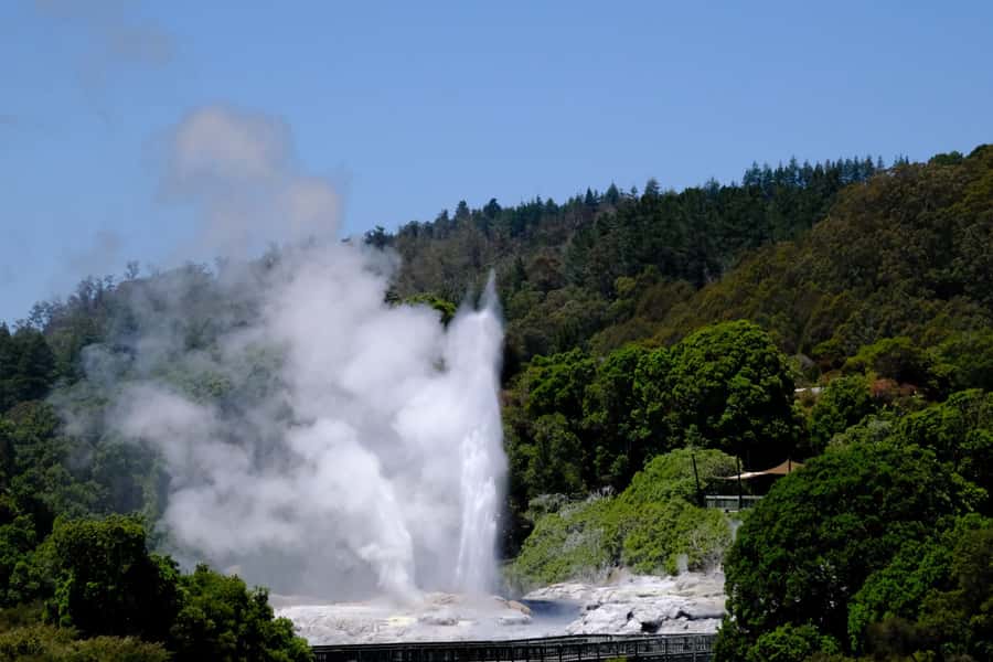 Rotorua: Te Puia Maori Village and Rejuvenation Tour - A short stop at a New Zealand kiwifruit orchard