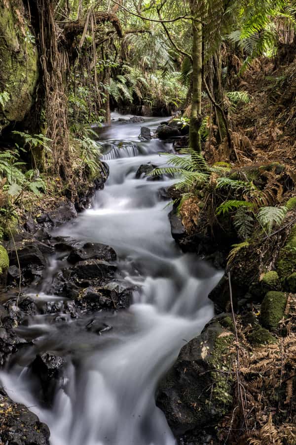 Rotorua: The Buried Village of Te Wairoa - Understand what was lost at Mt. Tarawera