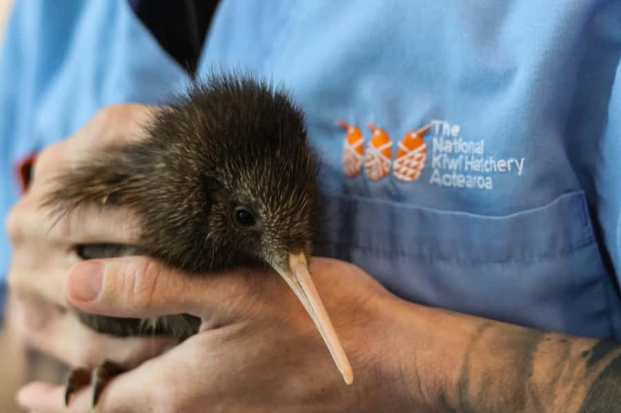 Rotorua: The National Kiwi Hatchery Kiwi Encounter Tour - Why this one-hour kiwi visit matters