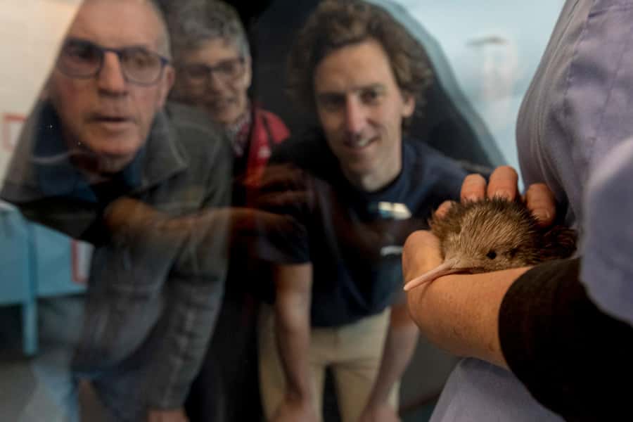 Rotorua: The National Kiwi Hatchery Kiwi Encounter Tour - Adult kiwi in the red-lit Nocturnal House