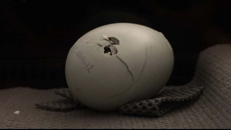 Rotorua: The National Kiwi Hatchery Kiwi Encounter Tour - The photography rules are strict