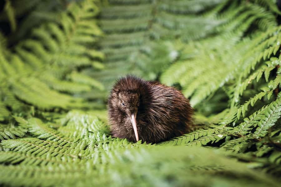 Rotorua: The National Kiwi Hatchery Kiwi Encounter Tour - When to visit for chicks, and when to go for adults
