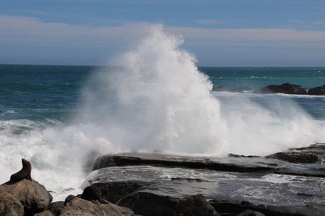 Scenic South Wairarapa Full Day Tour from Wellington - Key points at a glance