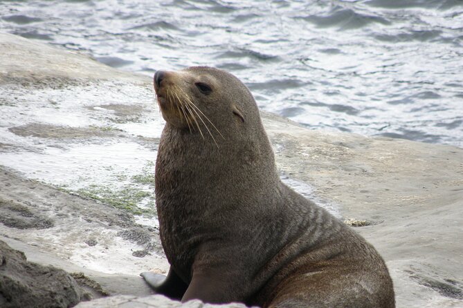 Scenic South Wairarapa Full Day Tour from Wellington - What the price includes, and what it does not