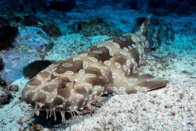 Sea Life Kelly Tarlton’s Aquarium General Admission
