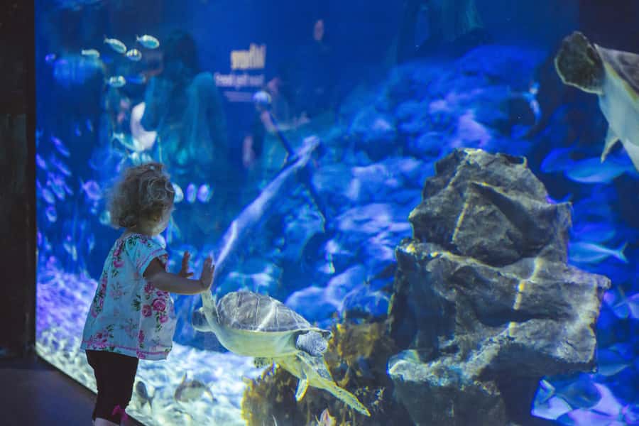 Sea Life Kelly Tarlton's Aquarium General Admission - Rockpools, turtles, and hands-on learning