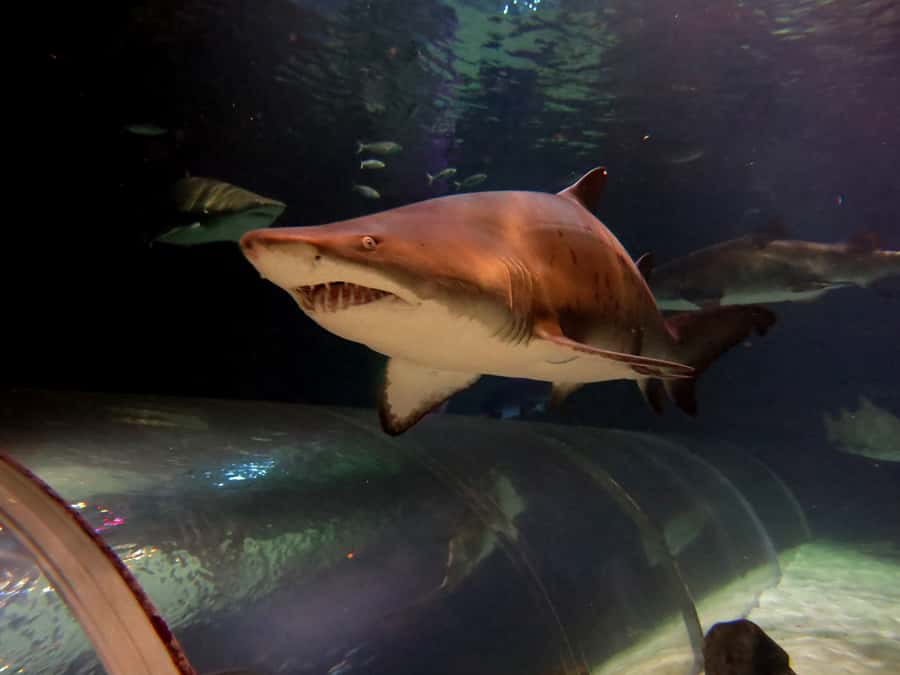 Sea Life Kelly Tarlton's Aquarium General Admission - Location near Mission Bay