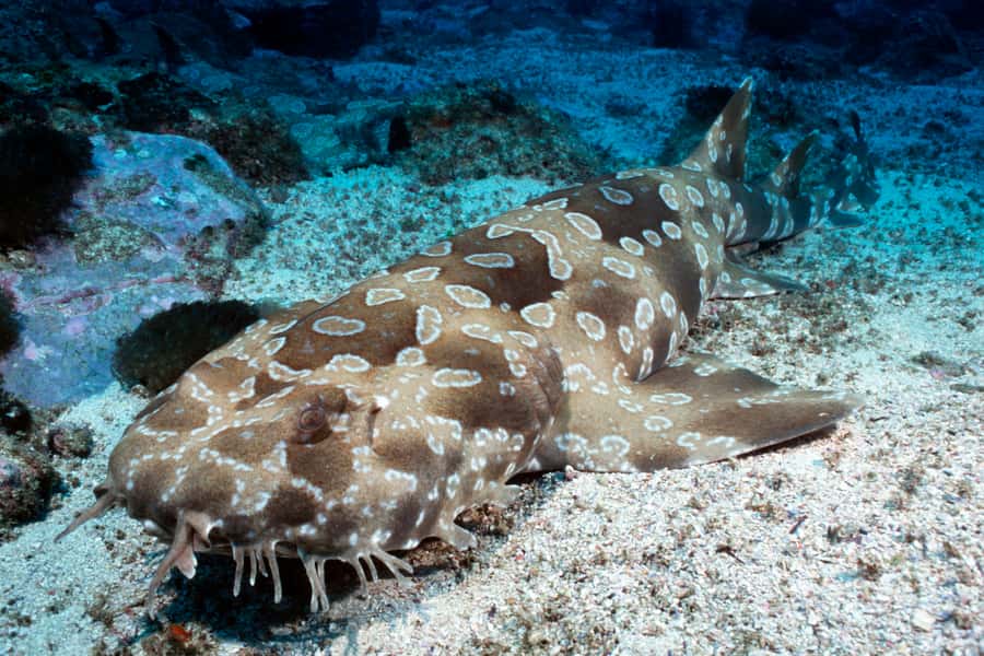 Sea Life Kelly Tarlton's Aquarium General Admission - Walking beneath sharks and stingrays