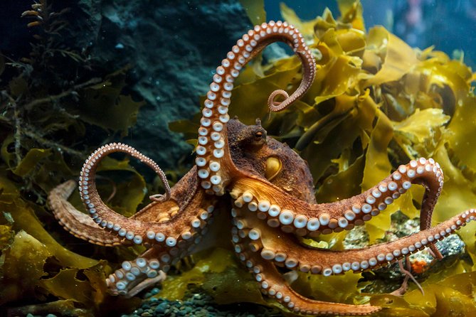 SEA LIFE Kelly Tarlton's General Admission - Price and value at $24.20