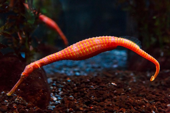 SEA LIFE Kelly Tarlton's General Admission - Who will enjoy this aquarium most