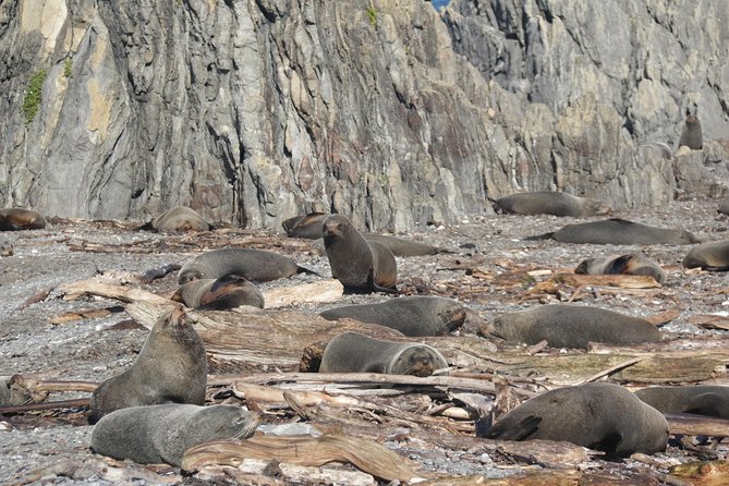 Seal Coast Safari - Exclusive access to Wellington's secret coast - Karori Rock and the leaning lighthouse