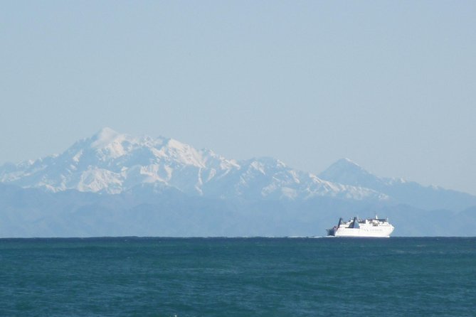 Seal Coast Safari - Exclusive access to Wellington's secret coast - A small group and capable guides