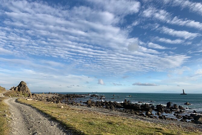 Seal Coast Safari - Exclusive access to Wellington's secret coast - What the price includes, and what it does not
