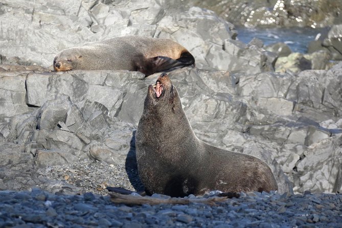Seal Coast Safari - Exclusive access to Wellington's secret coast - Who will enjoy this safari most