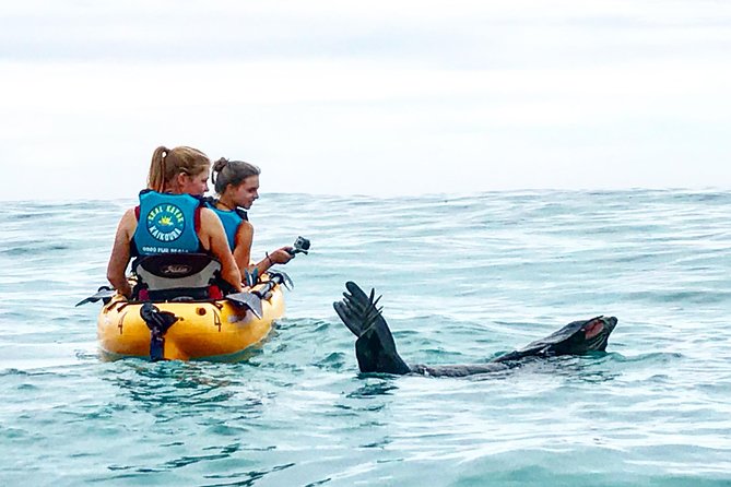 Seal Kayaking Adventure in Kaikoura - Why the pedal kayaks change the experience