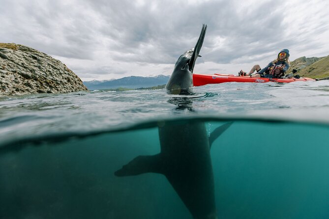 Seal Kayaking Adventure in Kaikoura - What the three hours feel like
