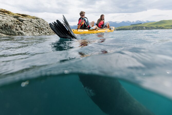 Seal Kayaking Adventure in Kaikoura - Is $83.78 a fair price?