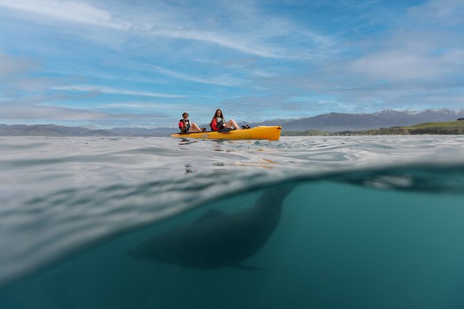 Seal Kayaking Adventure in Kaikoura - Dolphins, birds, and the lucky blue penguin