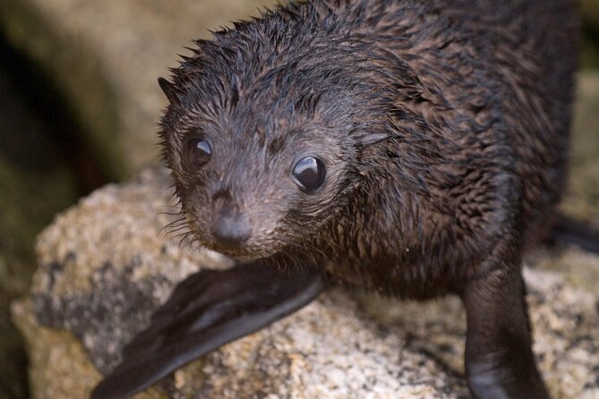 Seal Sanctuary Tour - Guided Kayaking - New Zealand - Why this Abel Tasman outing is worth your time