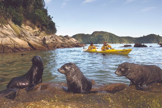 Seal Sanctuary Tour - Guided Kayaking - New Zealand - Watching kekeno in their coastal home