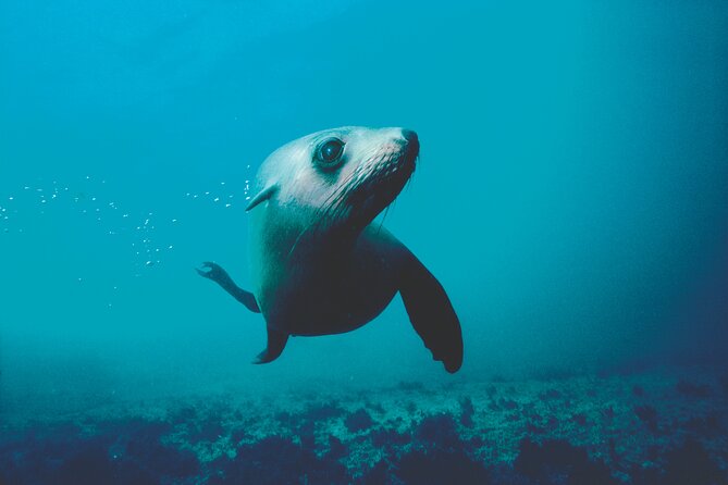 Seal Sanctuary Tour - Guided Kayaking - New Zealand - Kayaking near Adele and Fisherman Islands
