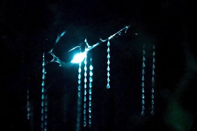 See Auckland's Secret Glow Worms - The 30-minute walk through native bush