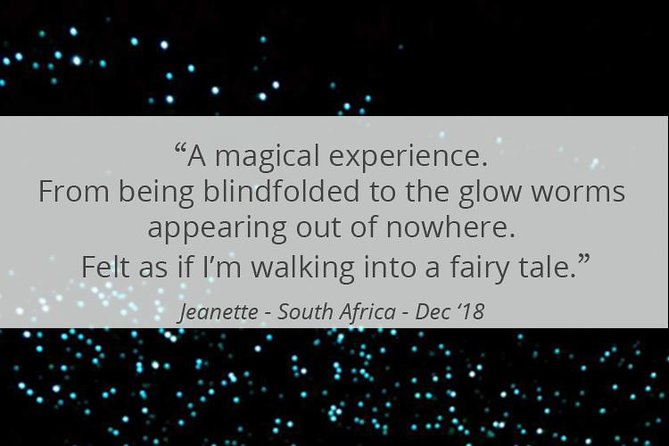 See Auckland's Secret Glow Worms - The glow-worm dell in natural surroundings