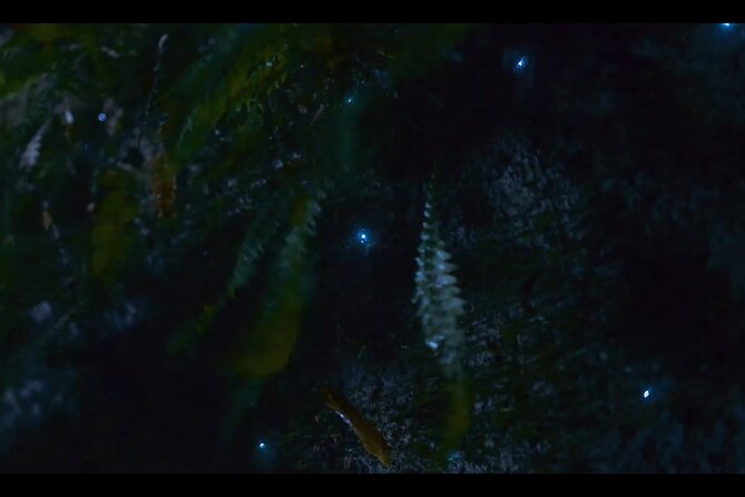 See Auckland's Secret Glow Worms - Is $77.57 a fair price?