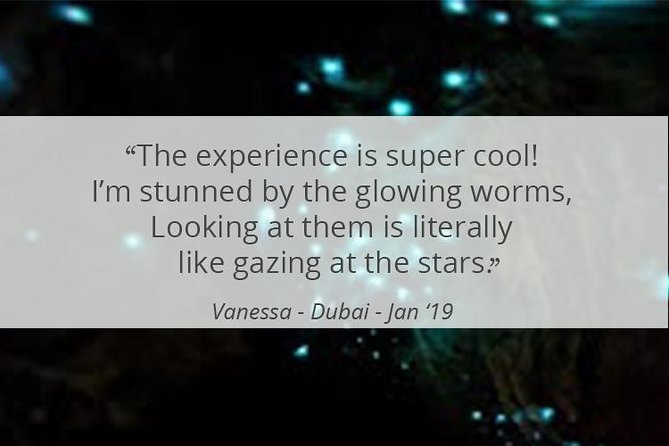 See Auckland's Secret Glow Worms - Timing your evening carefully