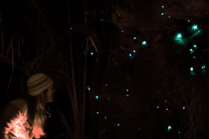See Auckland's Secret Glow Worms - From central Auckland to a quiet forest