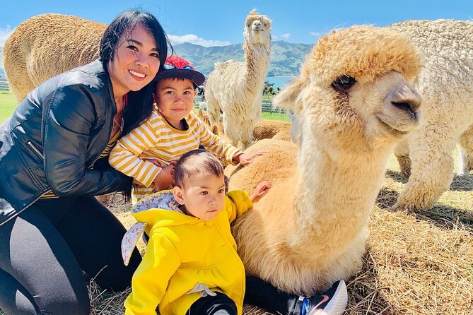 Shamarra Alpaca Farm Tours - Meeting Alpacas Above Akaroa Harbour