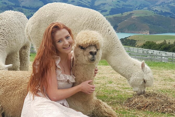 Shamarra Alpaca Farm Tours - What Happens During the One-Hour Visit
