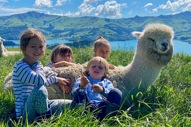 Shamarra Alpaca Farm Tours - Price and What You Receive