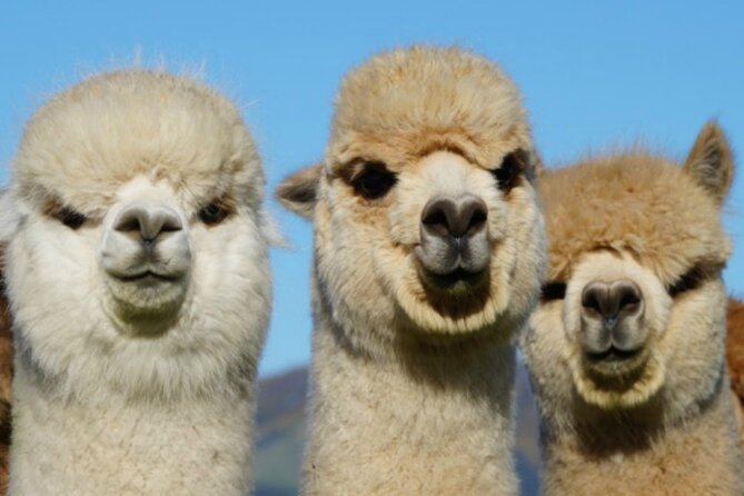 Shamarra Alpaca Farm Tours - The Transport Problem You Need to Solve First