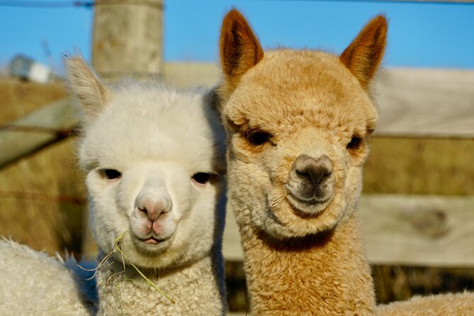 Shamarra Alpaca Farm Tours - Rain, Comfort, and What to Wear