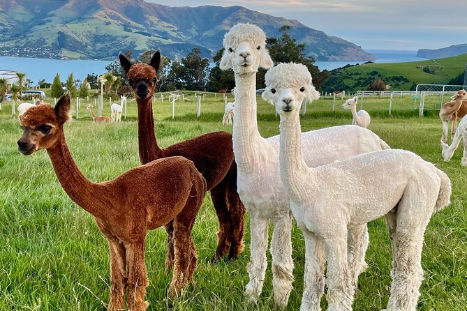 Shamarra Alpaca Farm Tours - Who Will Enjoy Shamarra Most