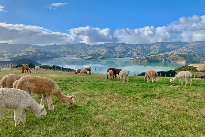 Shamarra Alpaca Farm Tours - Booking and Cancellation Details