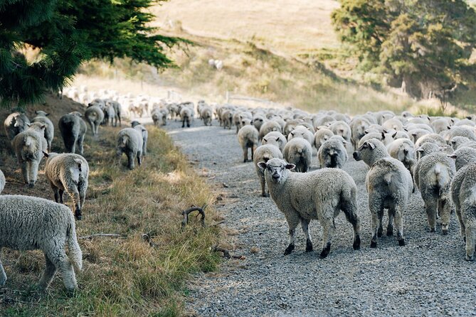 Sheep Farm Day Trip from Christchurch + Lunch and Winery visit. - Timing, group size, and cruise passengers