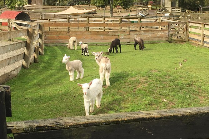 Sheep Shearing and Auckland City Highlights Tour with Lunch - Lunch, group size, and guide style
