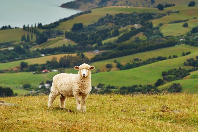 Sheep Shearing and Auckland City Highlights Tour with Lunch - Is $164.45 a fair price?