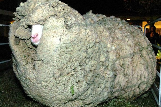 Sheep World Country Tour from Auckland - Why this makes a good break from Auckland